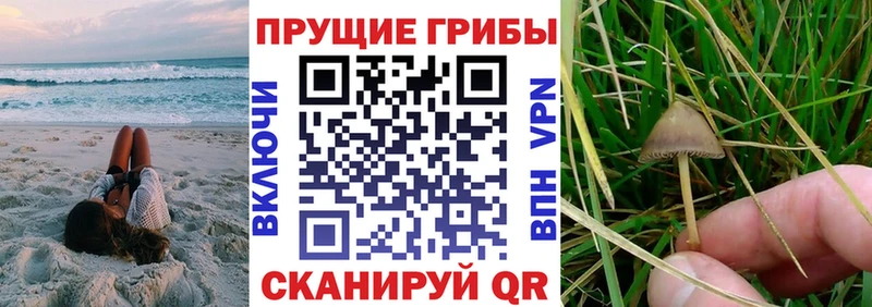 Купить где  Новая Усмань  Галлюциногенные грибы Psilocybine cubensis 
